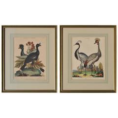 Early 19th Century Hand Colored Engravings of Birds