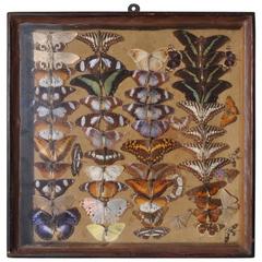 Vintage Butterfly Taxidermy Display Case