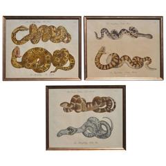 Set of Three Rare Antique Framed Lithographs of Serpents, 1808