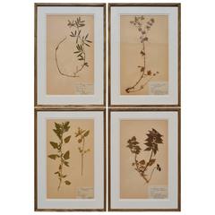 Antique Nine Framed Pressed Swedish Botanical Pictures, 1926