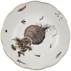 Exceptional Botanical Antique Meissen Porcelain Bowl with a Turnip and Insects