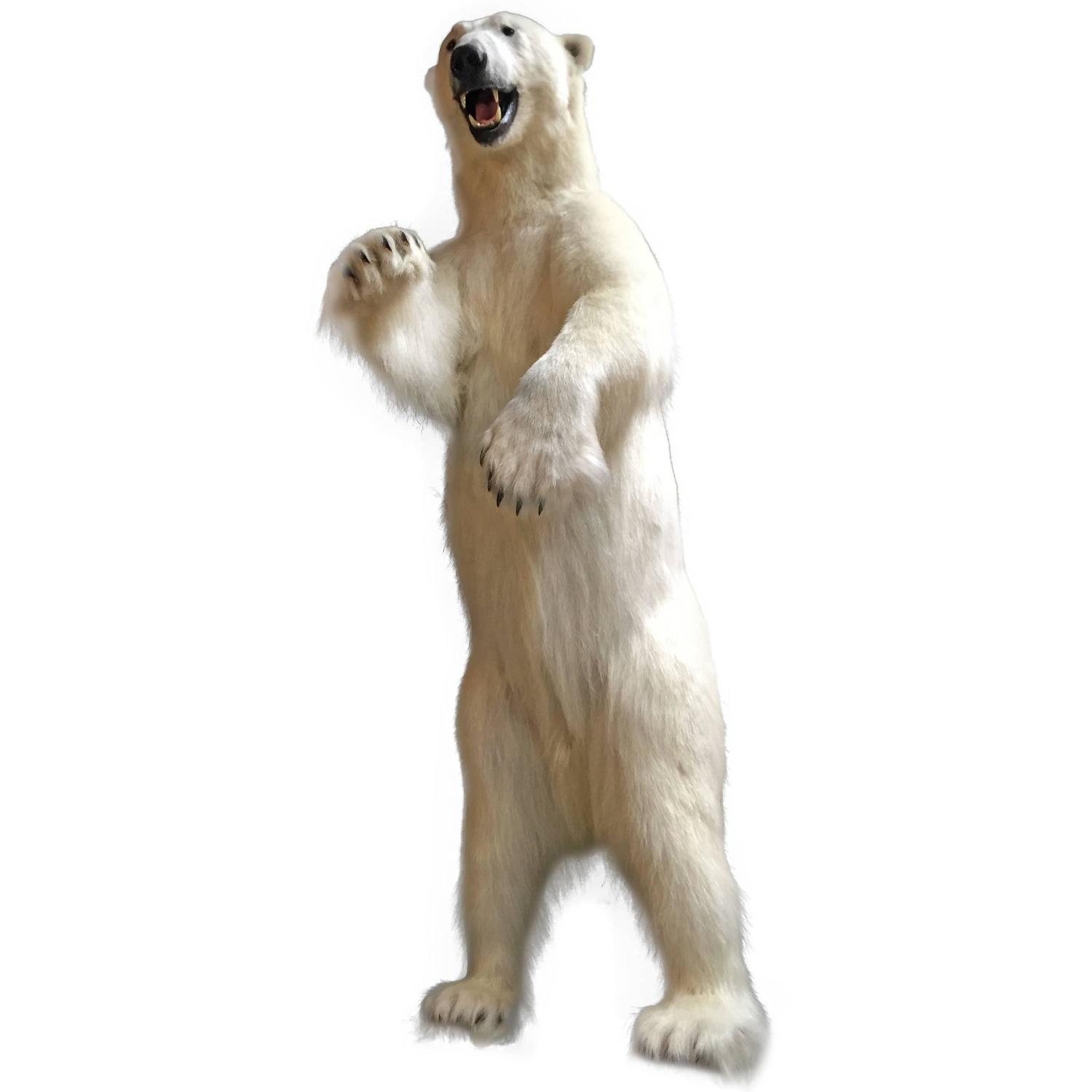 Polar Bear, Full Mount on Pedestal For Sale at 1stdibs