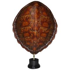 20th Century Sea Turtle Shell Shield on Stand