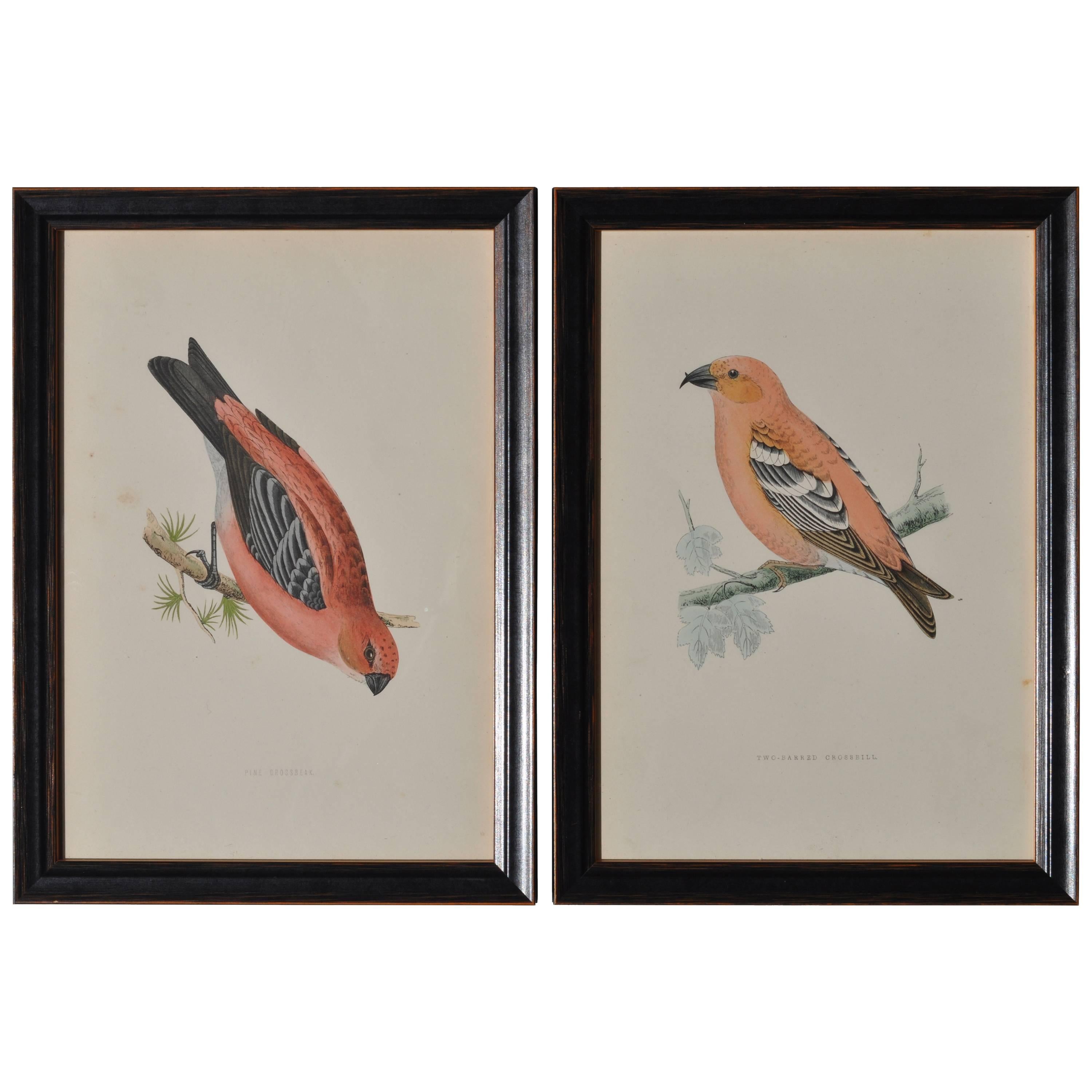 Antique Hand Colored Framed Engravings of Pink British Birds from the 1800s For Sale
