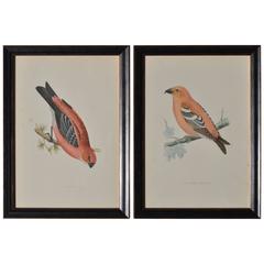 Antique Hand Colored Framed Engravings of Pink British Birds from the 1800s
