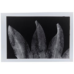 Enrico Garzaro, Flora Photogram Black and White Photography