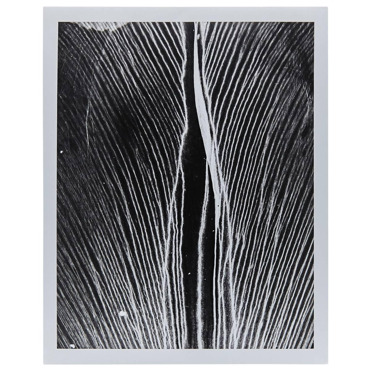 Enrico Garzaro, Flora Photogram