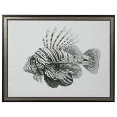 FrançOis Gruson,"Rascasse", Graphite on Paper, France, 2012 7