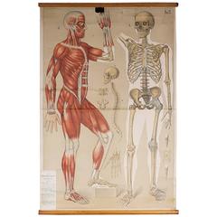 Swedish Anatomical Poster