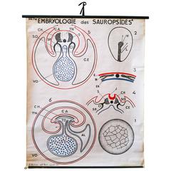 Vintage French Embryo Teaching Chart by Dr. Auzoux 11