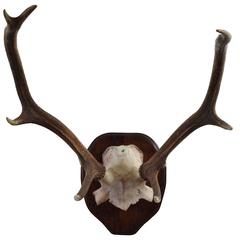 Partial Skull Mount of Deer Antlers on Walnut Backplate