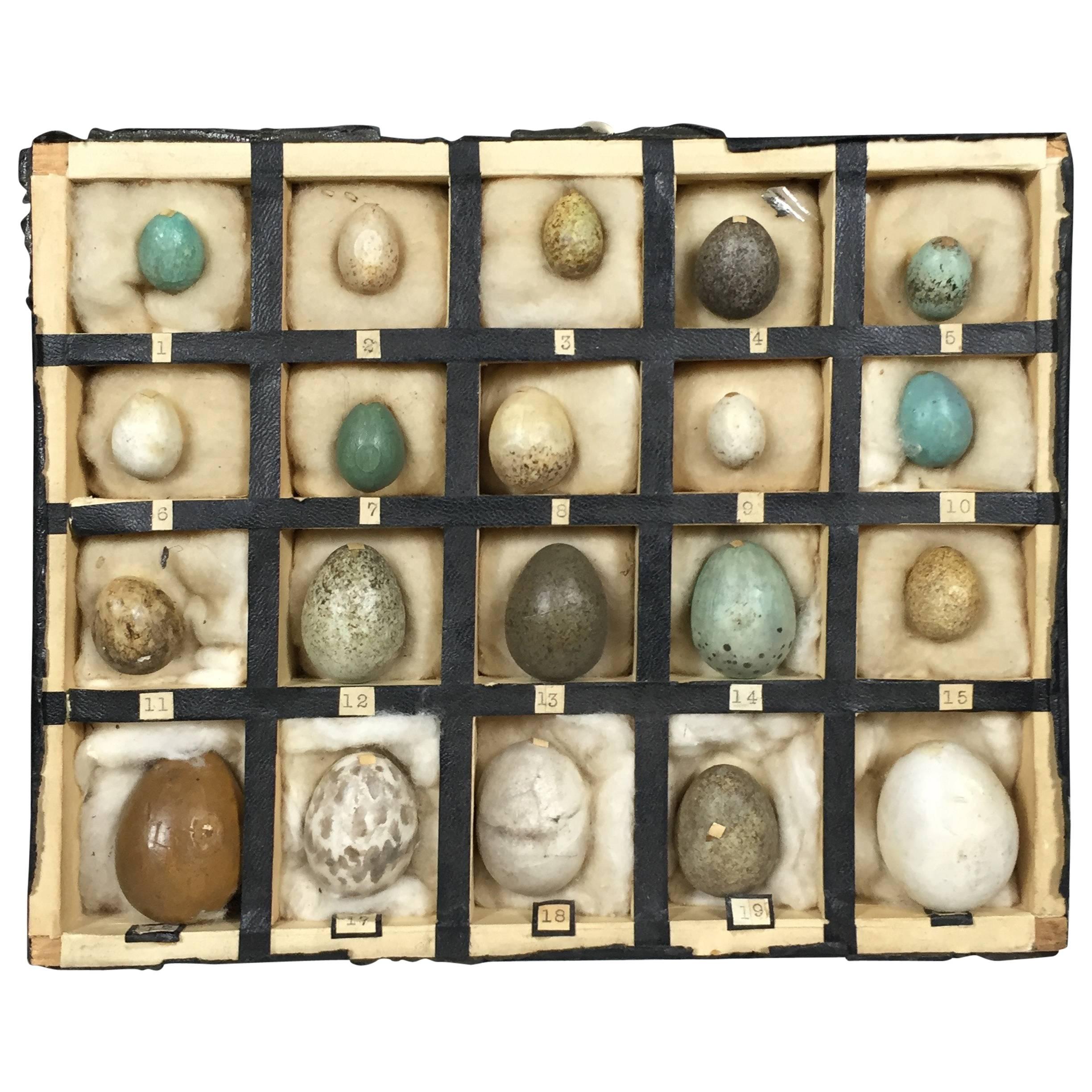 1933 Dated German Native Bird Egg Collection