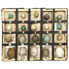 1933 Dated German Native Bird Egg Collection
