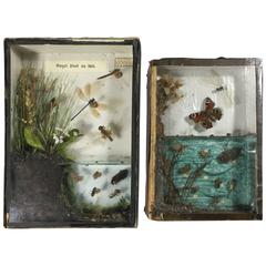 Pair of 1930s, Czechoslovakian Insect Life Studies, Prague