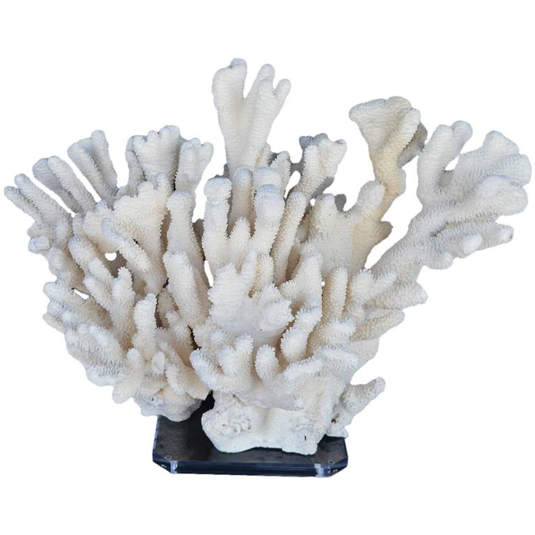 Beautiful Piece of Coral For Sale at 1stdibs