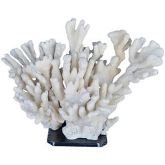 Beautiful Piece of Coral