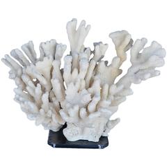Beautiful Piece of Coral 10