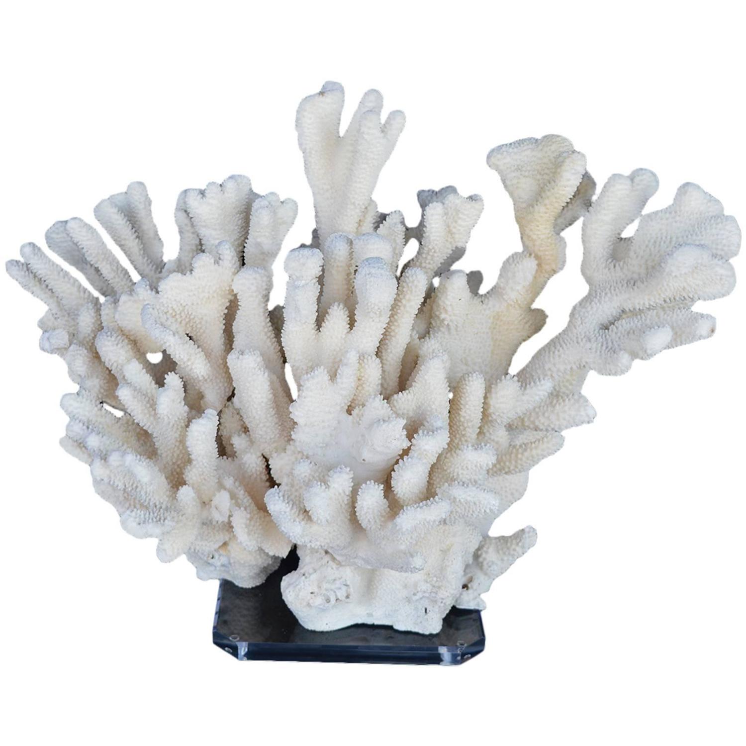 Beautiful Piece of Coral For Sale at 1stdibs
