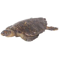 Large Hawksbill Turtle Taxidermy 11