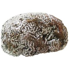 Large Brain Coral Specimen