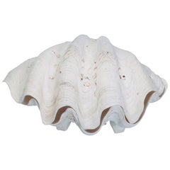 Pair of Gigas Clam Shells on Feet