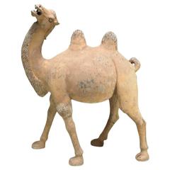 8th Century Large Tang Dynasty Camel