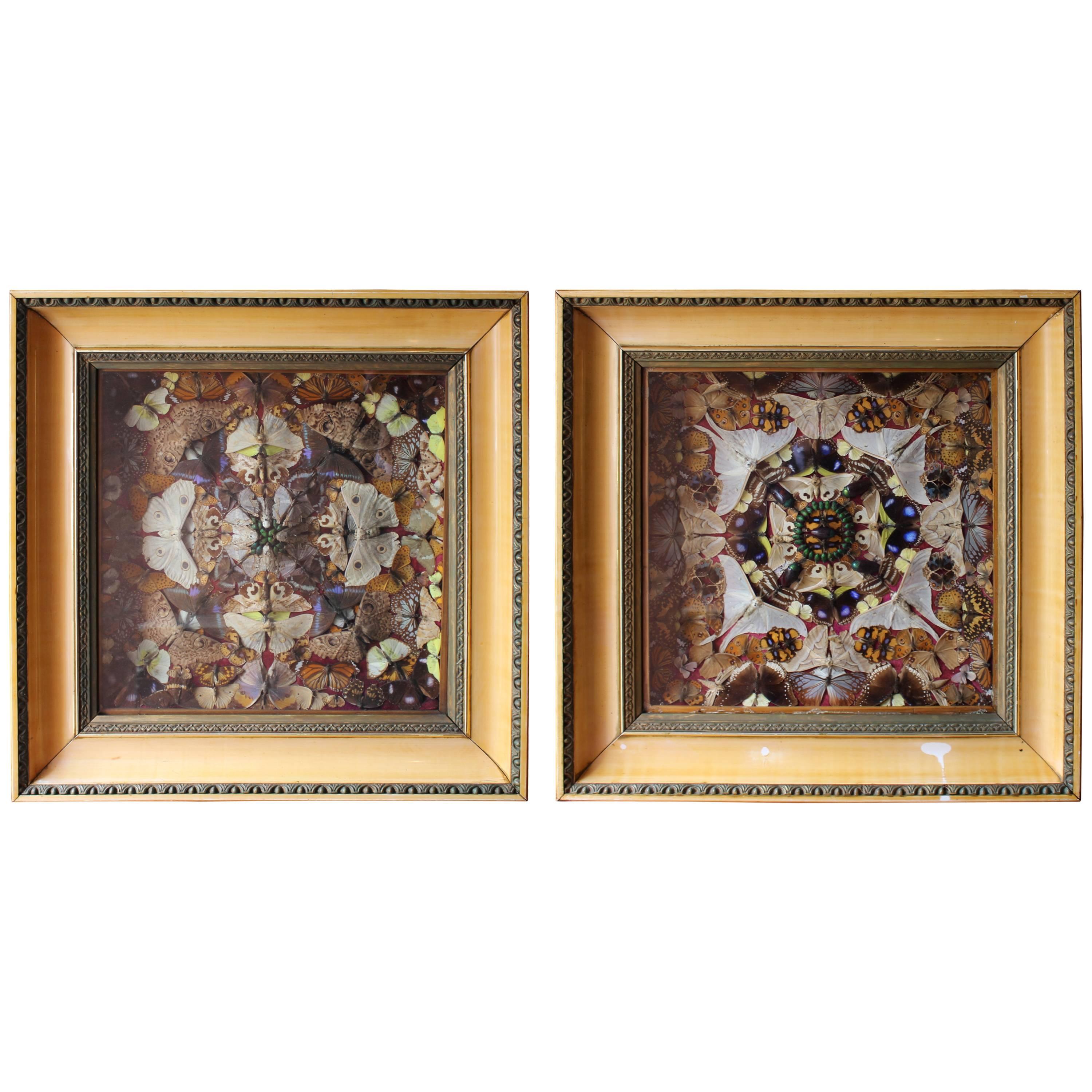 Pair of Fine Victorian Butterfly Taxidermy Framed Displays