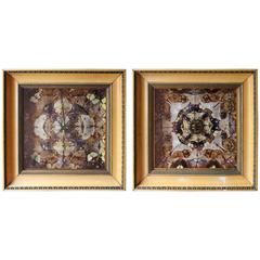 Pair of Fine Victorian Butterfly Taxidermy Framed Displays