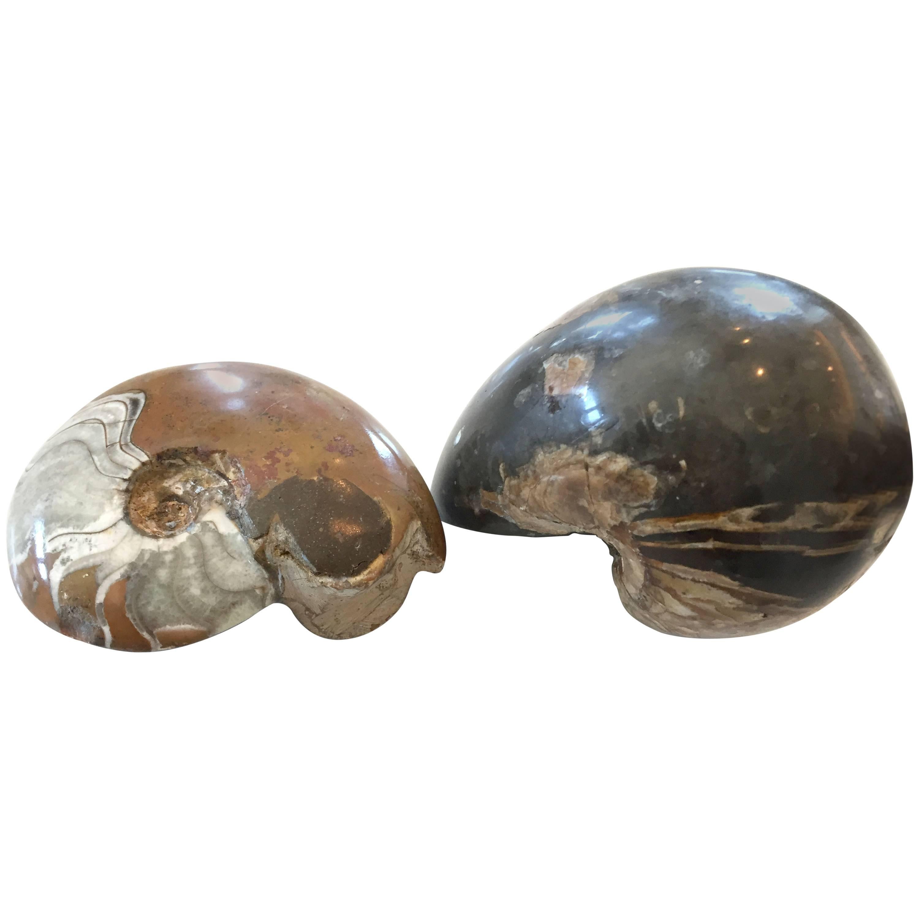 Two Million Year Old Ammonites of a Nautilus and Crustacean