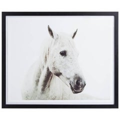 Turned Head, Horse Print