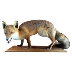 Taxidermy Study of Fox Full Size on Plinth