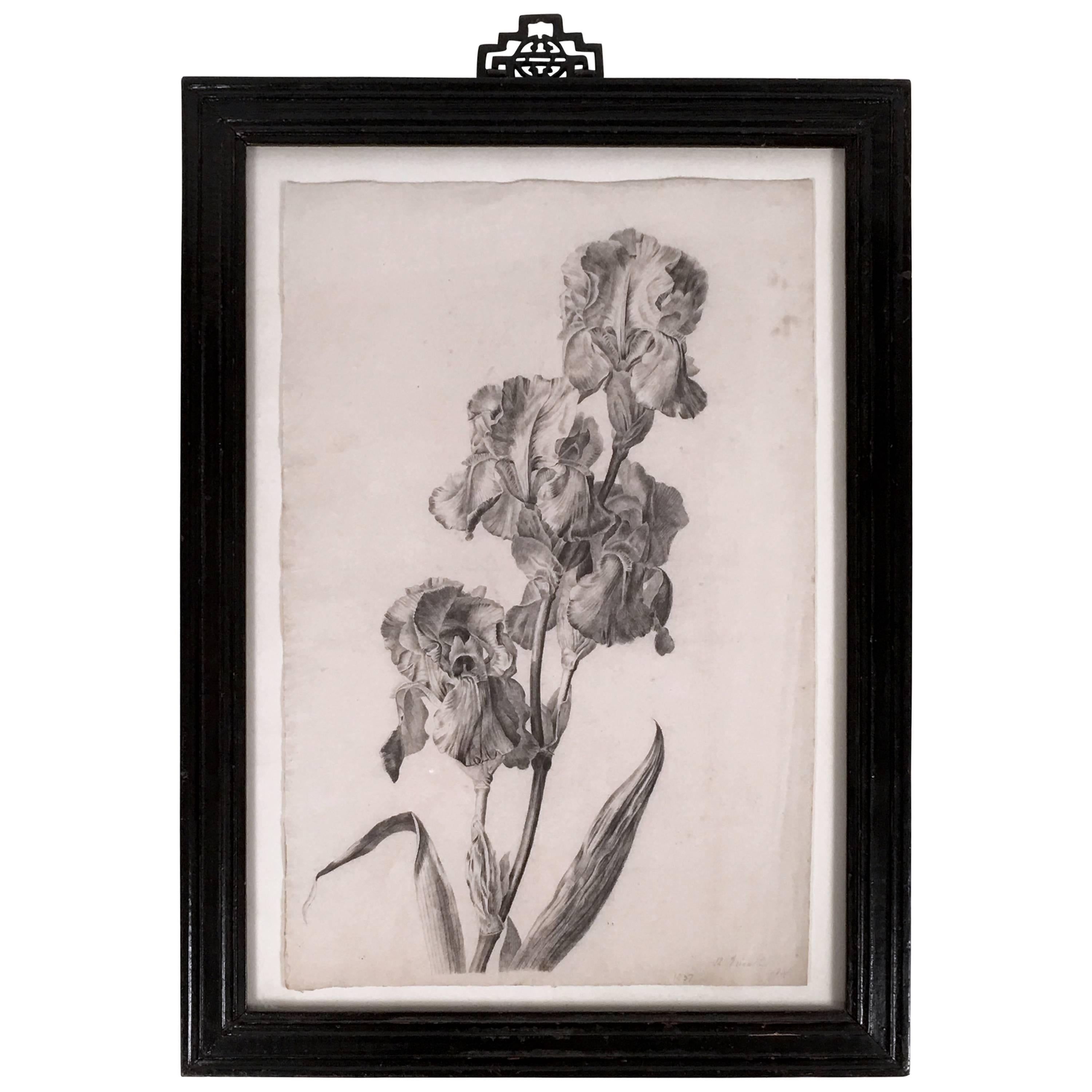 Exquisite Charcoal Drawing of Irises, circa 1837