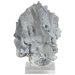 Organic Coral Specimen Mounted on a Lucite Base
