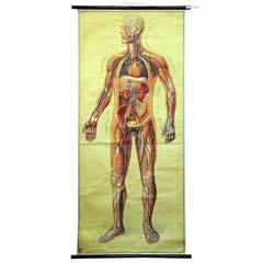 Vintage School Wall Chart of Human Body