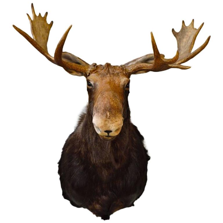 Vintage Moose Head Mount Trophy at 1stDibs