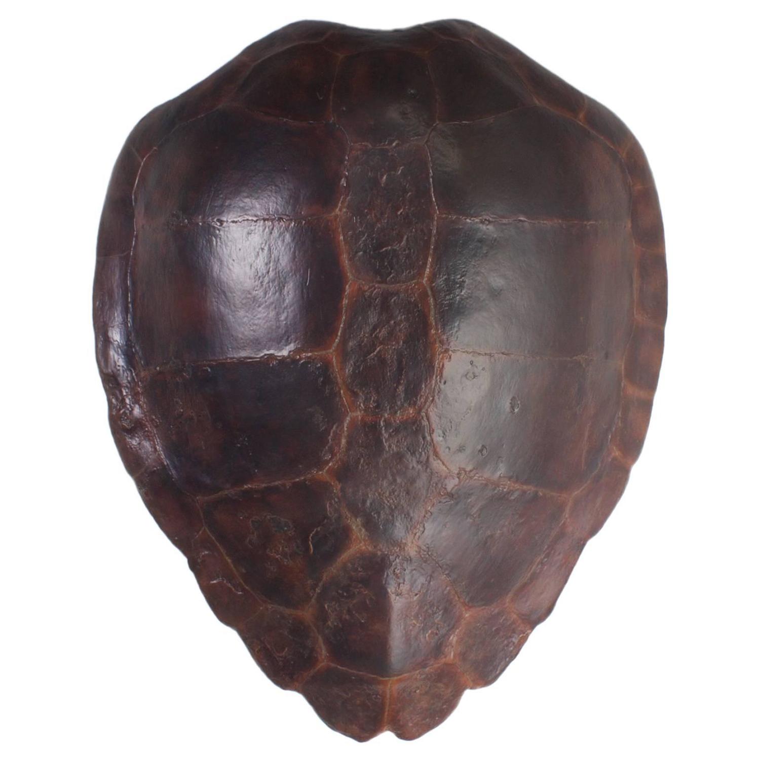 Large Fiberglass Loggerhead Turtle Shell For Sale at 1stdibs