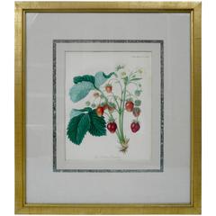 Antique Four Framed Early 19th Century English Botanical Prints of Fruit