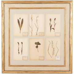 Painted Frame with Botanical Herbaria from France, Early 1900s
