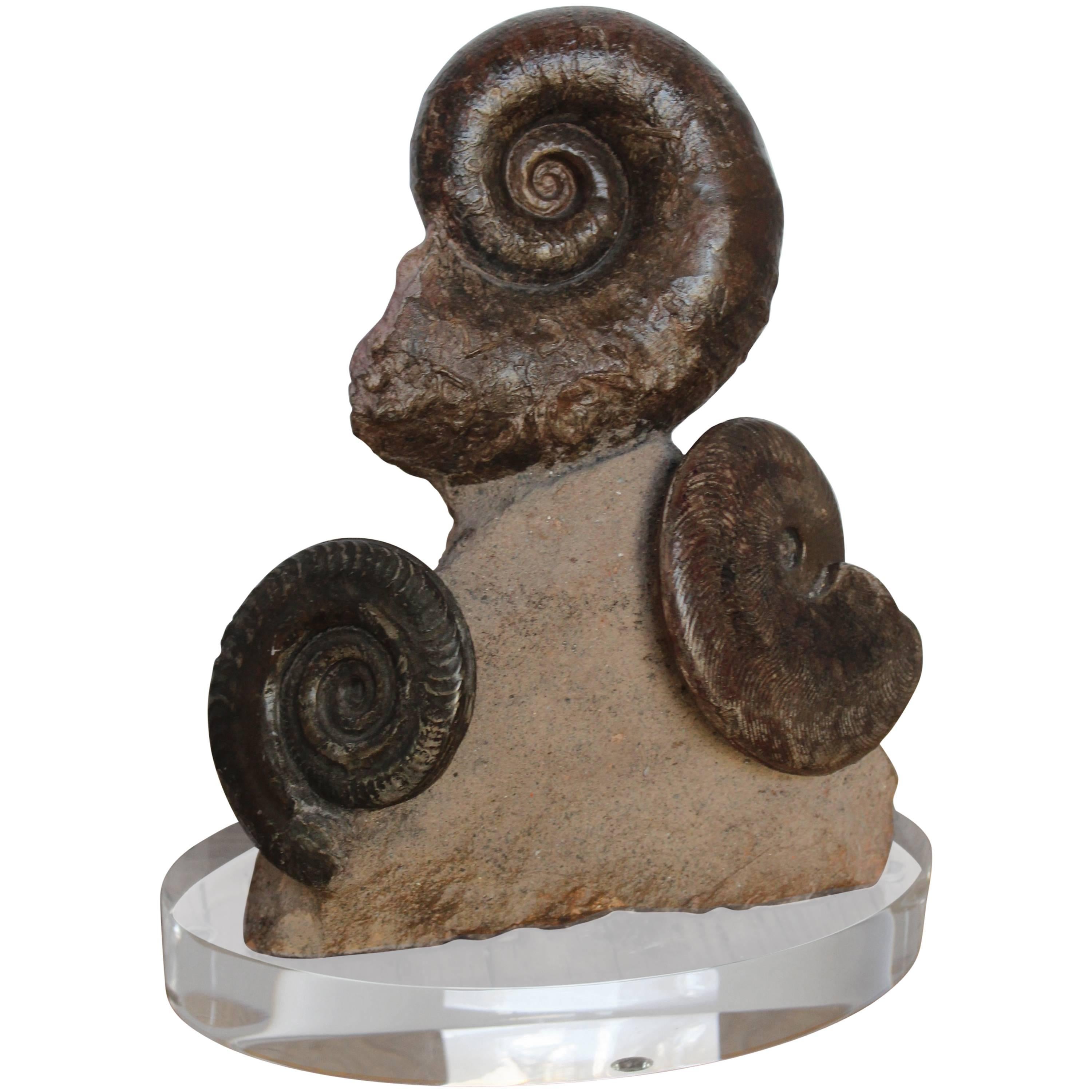 Prehistoric Fossil Ammonite Decorative Accessory