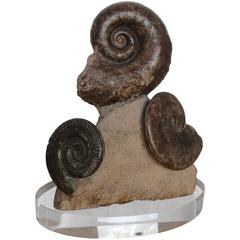 Prehistoric Fossil Ammonite Decorative Accessory