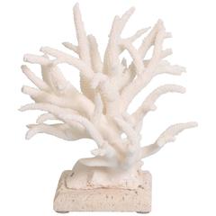 Striking Staghorn Coral Sculpture or Centerpiece