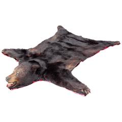 Beautiful and Clean Bear Skin Rug