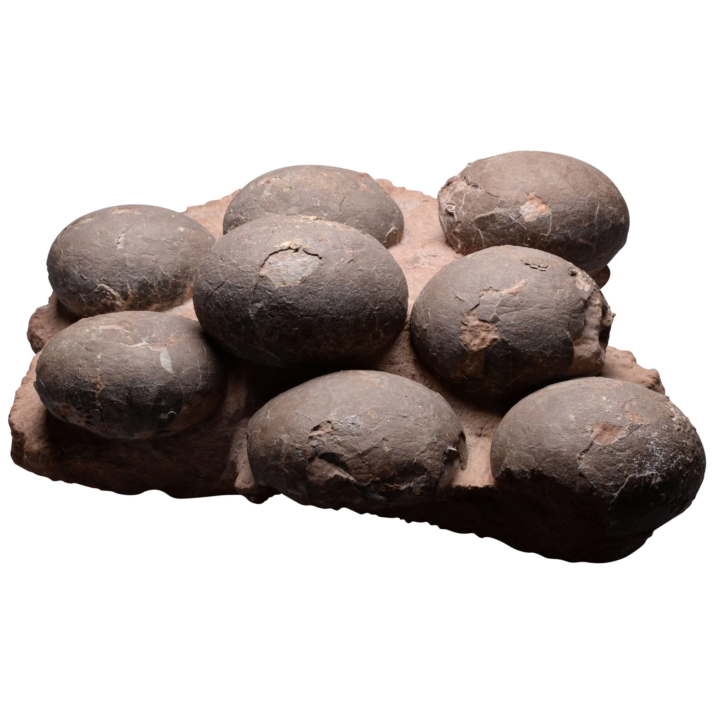 Prehistoric Fossilized Dinosaur Egg Nest Fossil