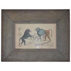 Original Antique Print of Monkeys, English, circa 1850