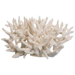 Dramatic and Authentic Staghorn Coral Sculpture