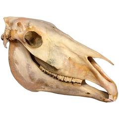 Large Vintage Horse Skull