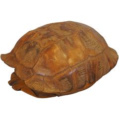 Large Natural Specimen Tortoise Shell