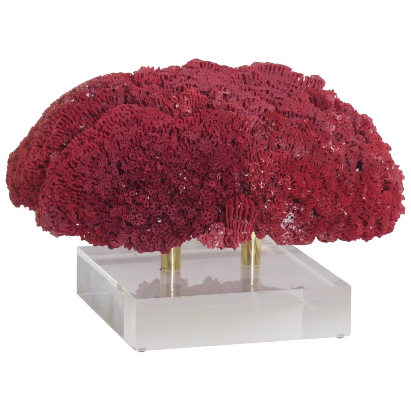 Large Red Pipe Organ Coral Specimen