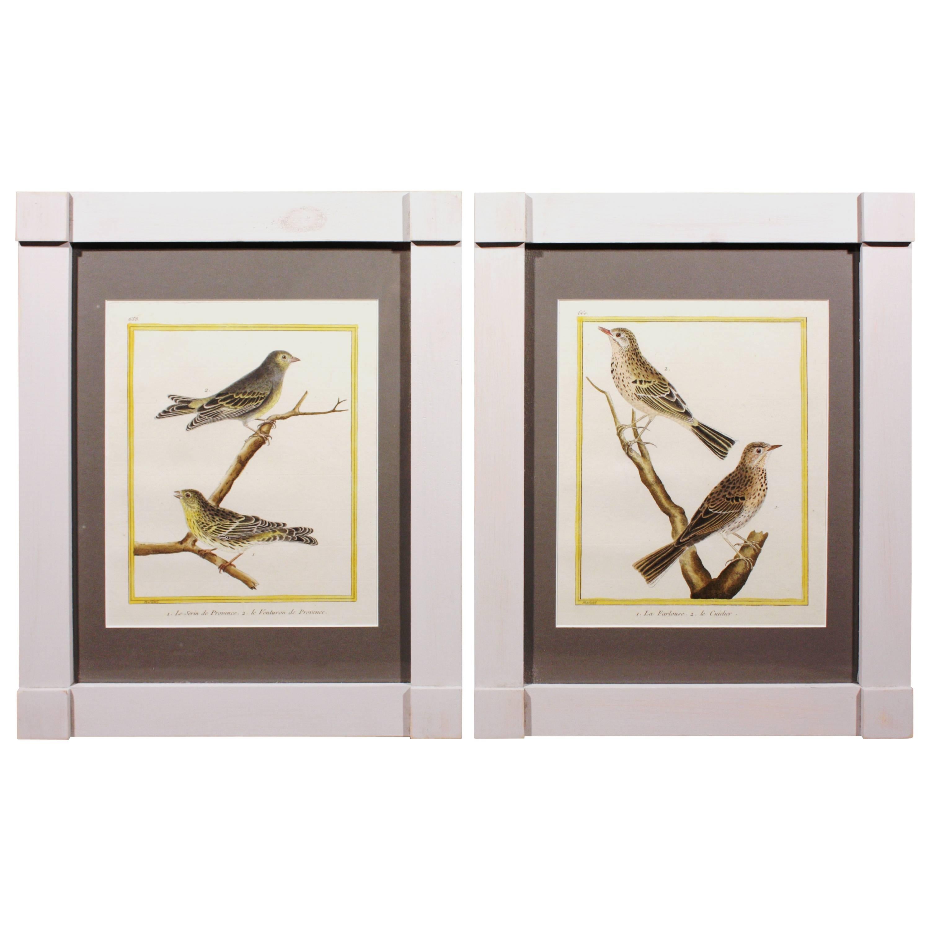 Pair of Martinet Bird Prints