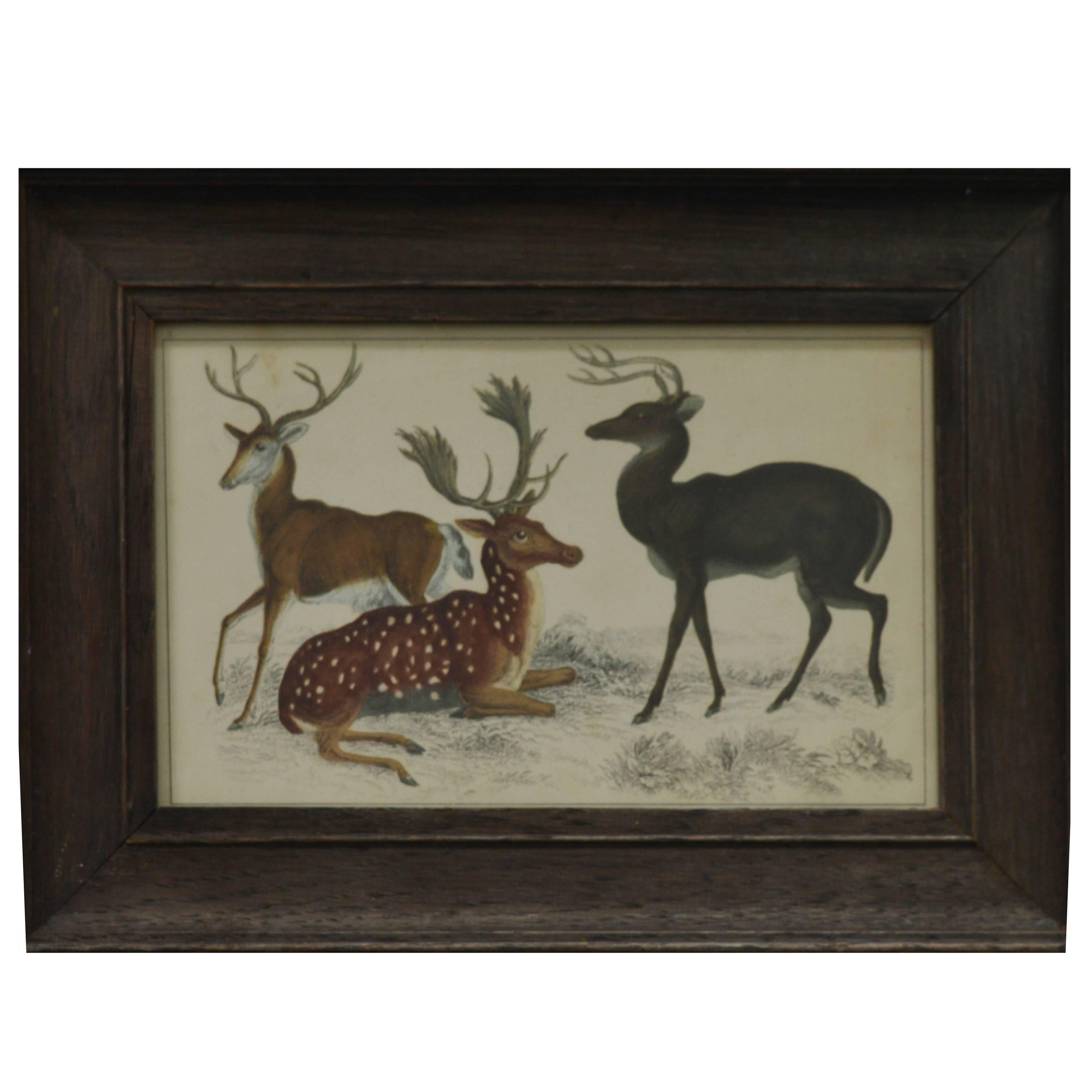 Original Antique Print of Deer, English, circa 1850